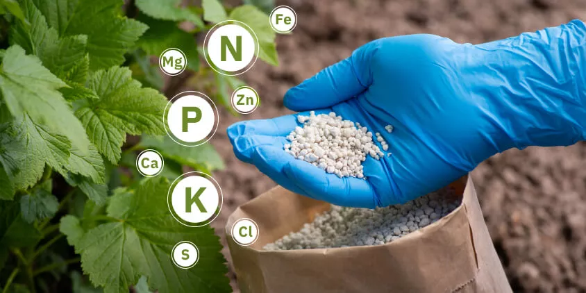 components of different types of fertilizers.jpg
